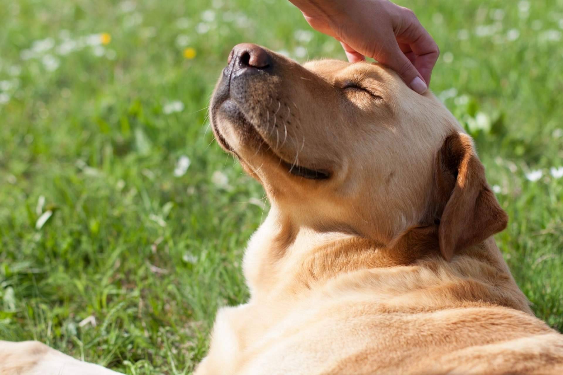 La ozonoterapia en animales por la clínica veterinaria El Estrecho: una nueva técnica para el tratamiento de ciertas patologías