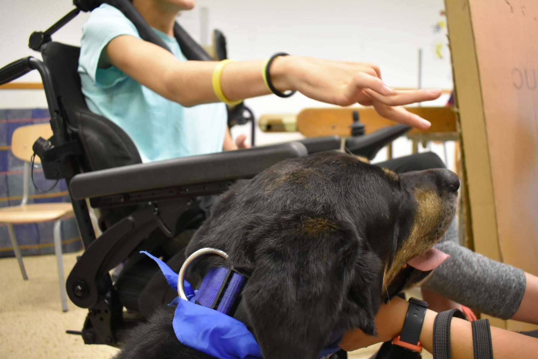 La Asociación Española de Perros de Apoyo fomenta la terapia asistida con perros