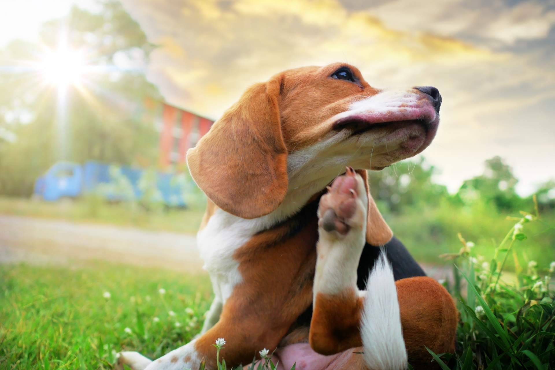 El centro especializado en la atención de los parásitos en perros, Cachorros del Valle