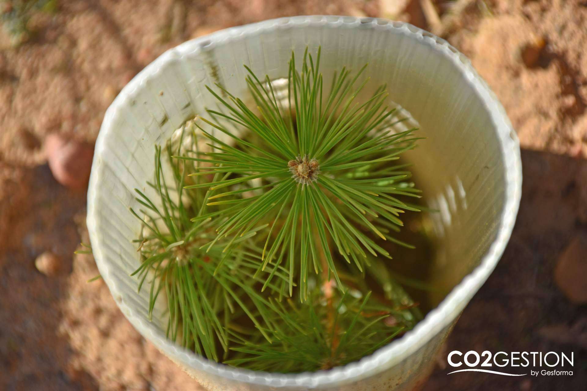 El papel de los bosques en la absorción de CO2
