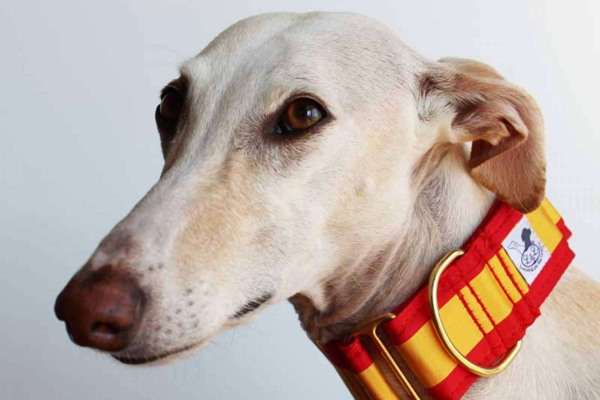 Accesorios exclusivos para mascotas en la parafarmacia Lucas & Lola