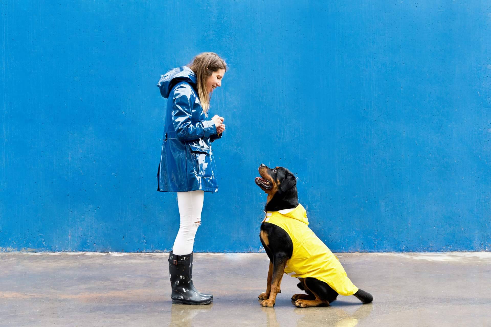 El certificado psicotécnico para tener animales peligrosos en Madrid, por Centro Médico Attendit