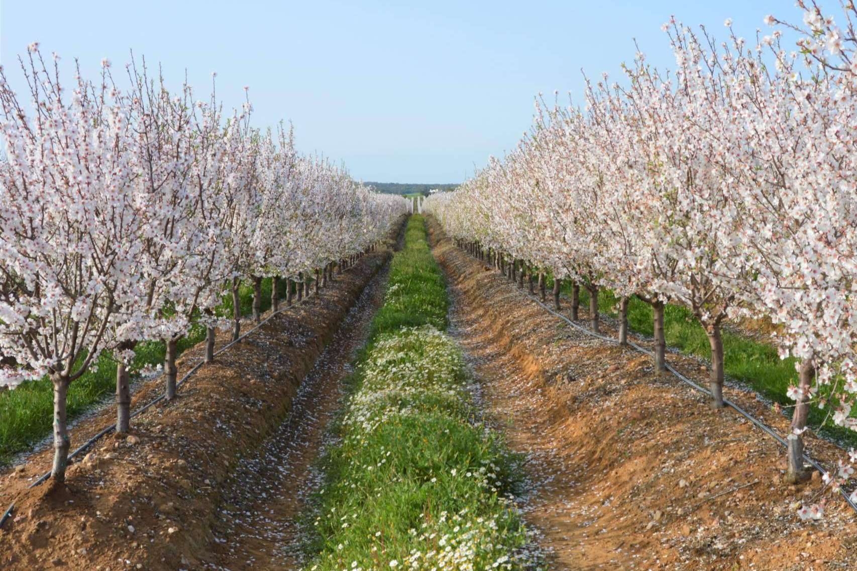 SAECO, suministros ecológicos y asesoramiento agrícola para cuidar y potenciar los cultivos