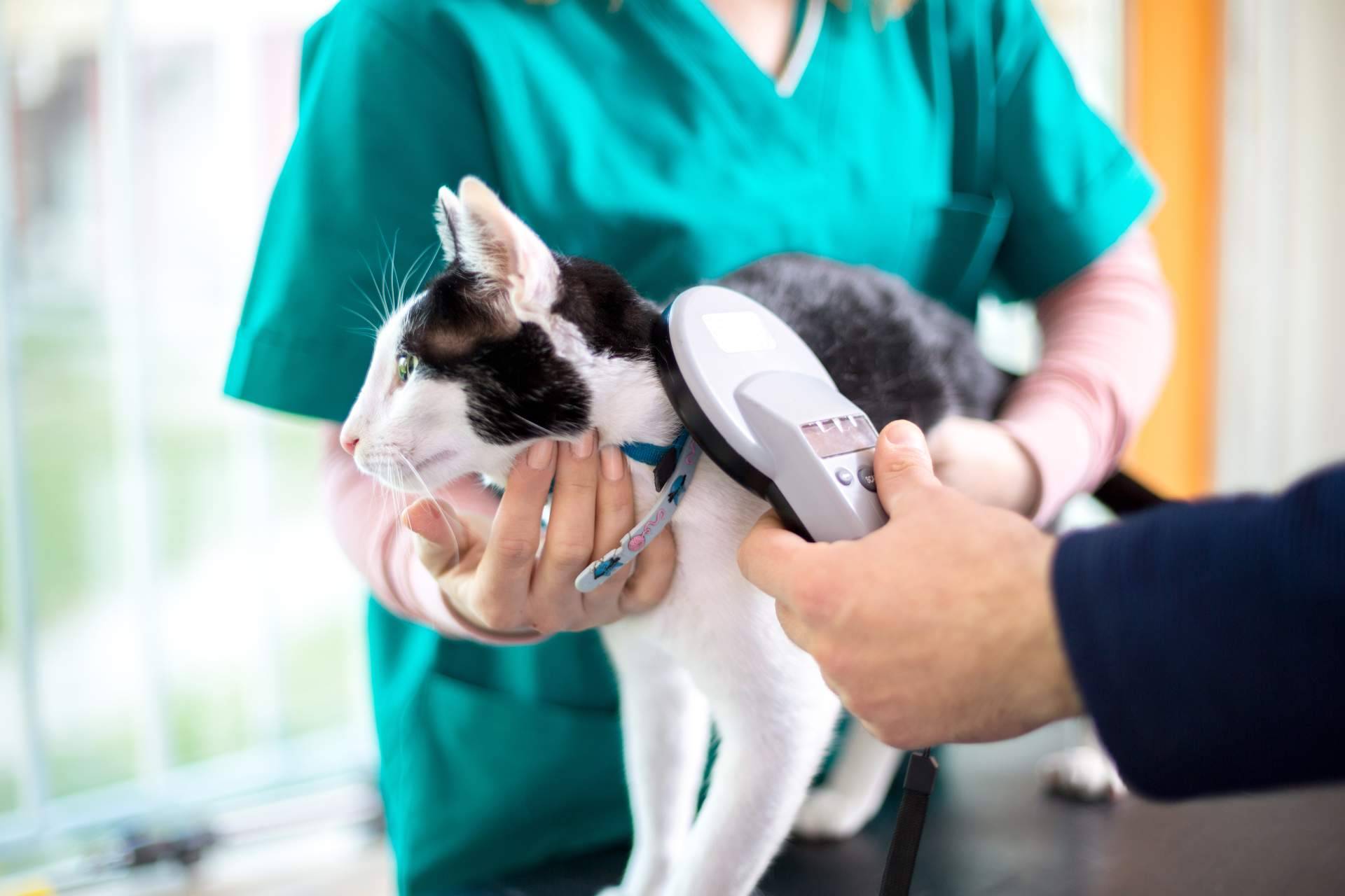¿Cómo escoger la tipología de curso de auxiliar de veterinario?, por VetFormación
