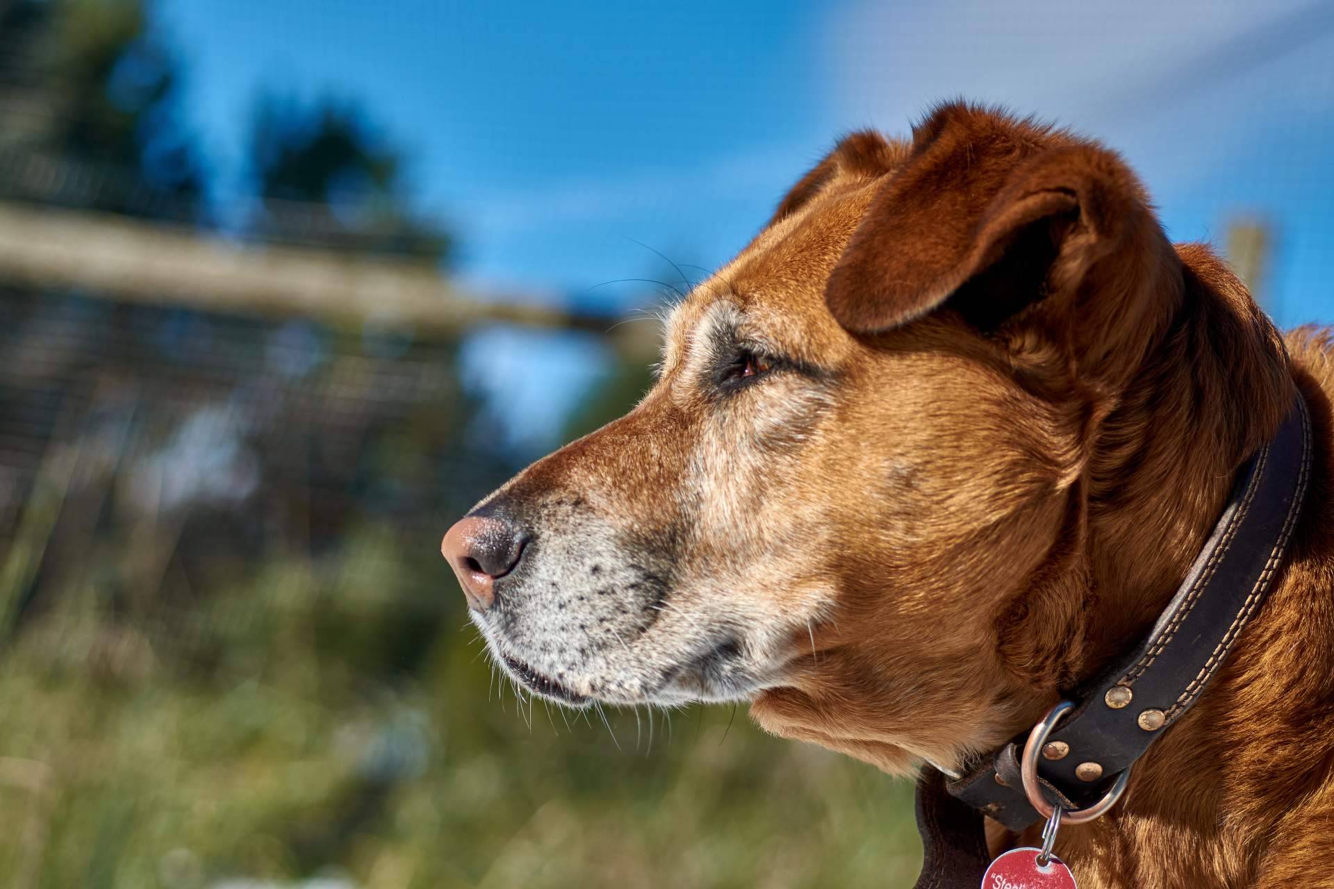 Llevar a cabo la adopción responsable de perros en Valencia