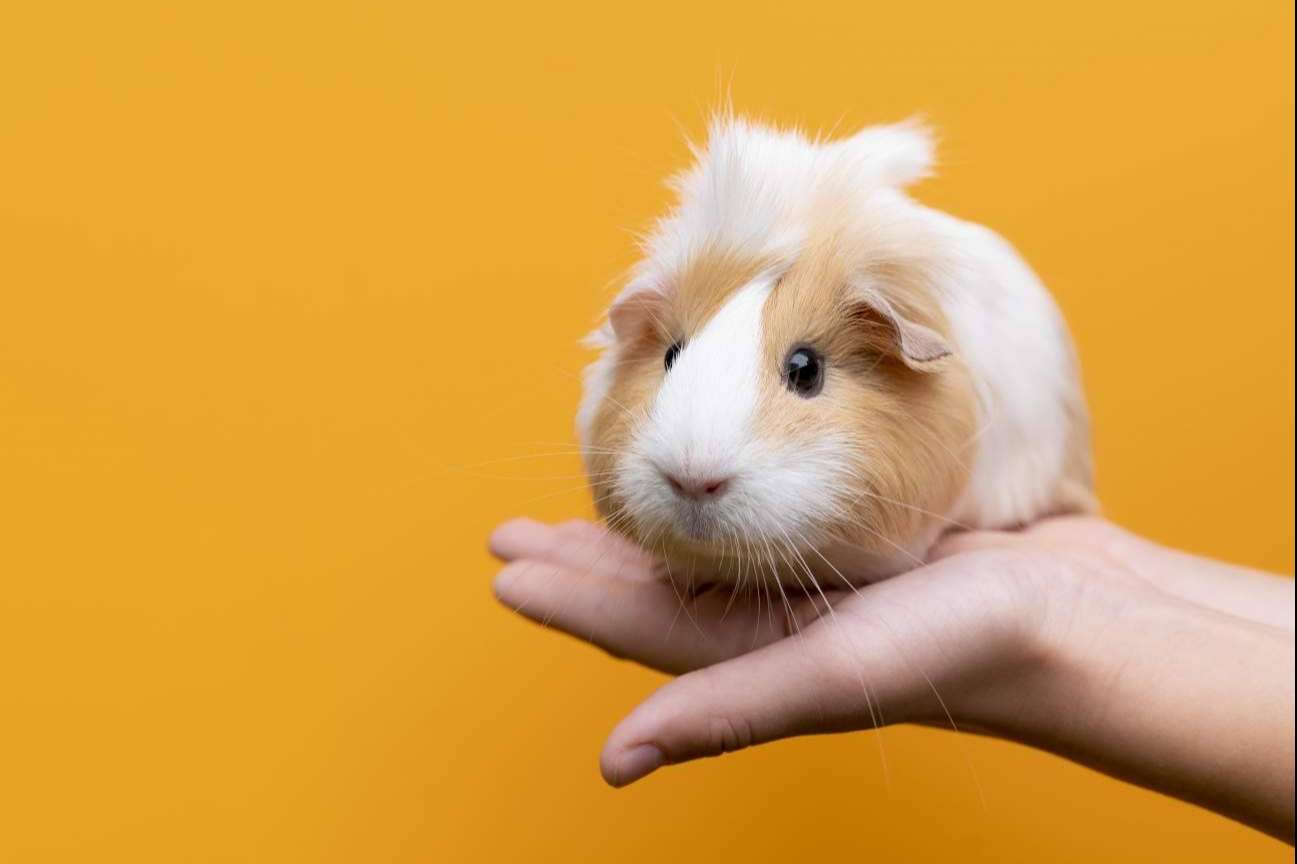 Todo lo necesario para la higiene en roedores, en LovePets