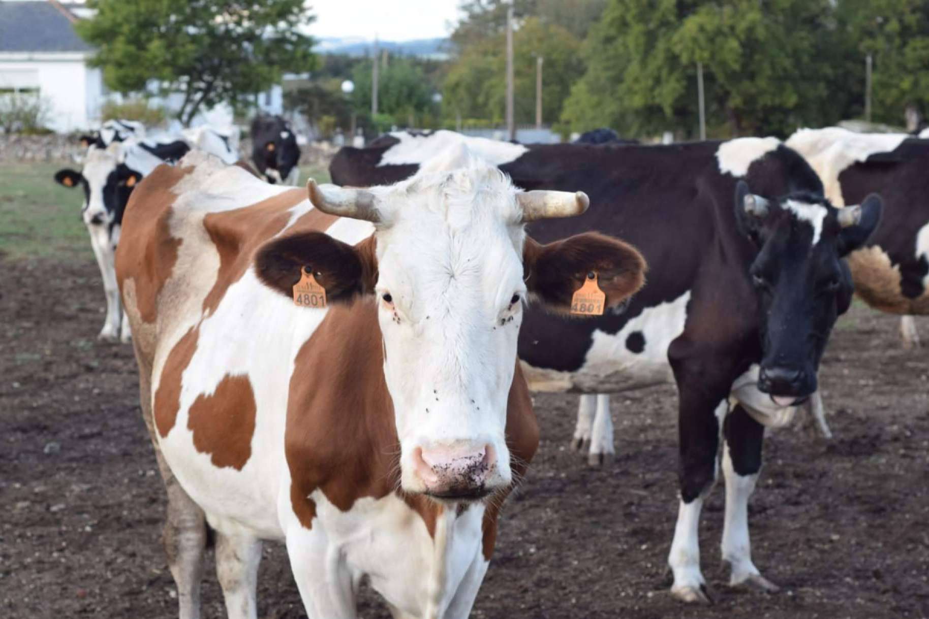 Aumenta el temor ante la escasez de leche