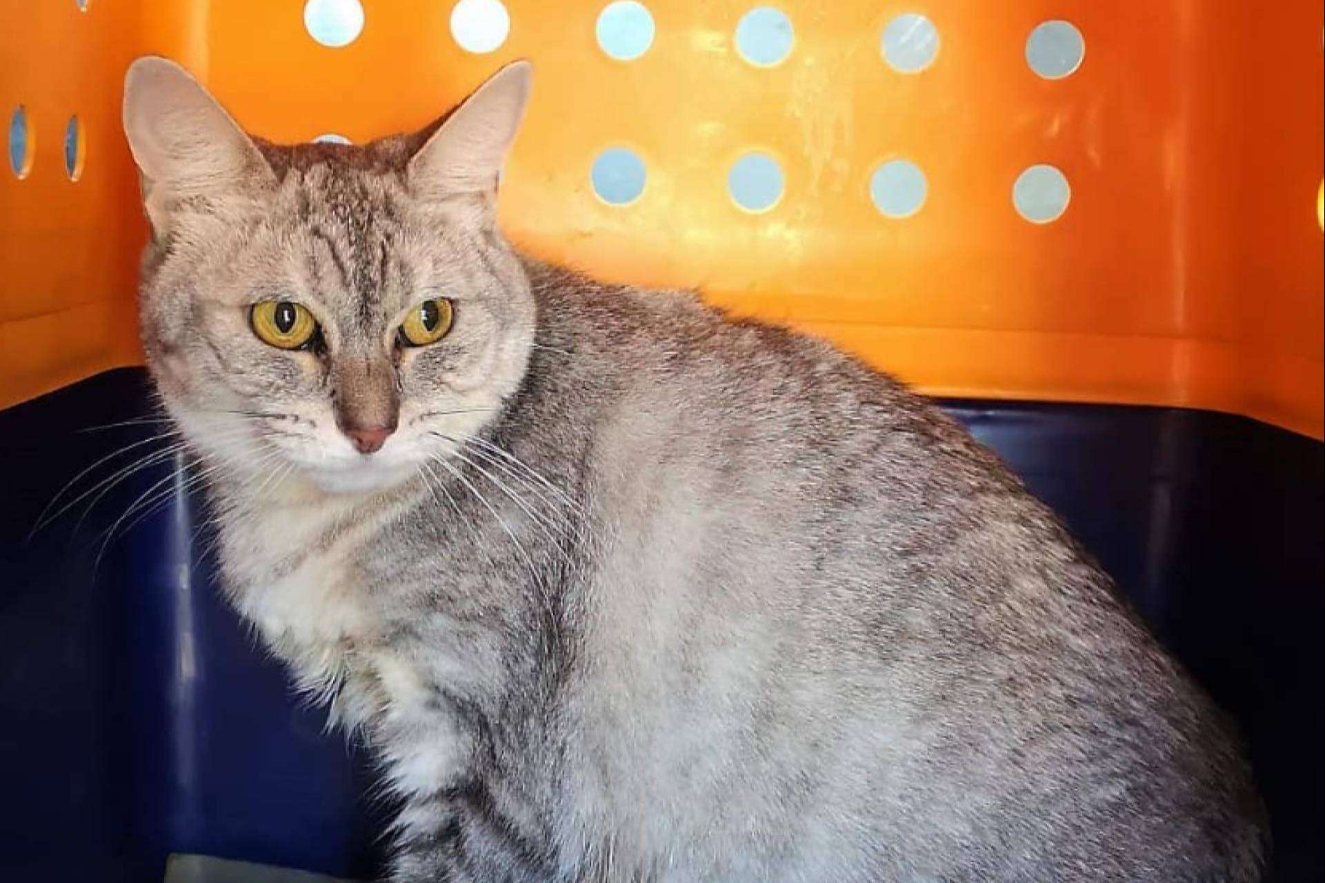 ¿De qué modo se transportan las mascotas en los aviones?, por BaggagePets