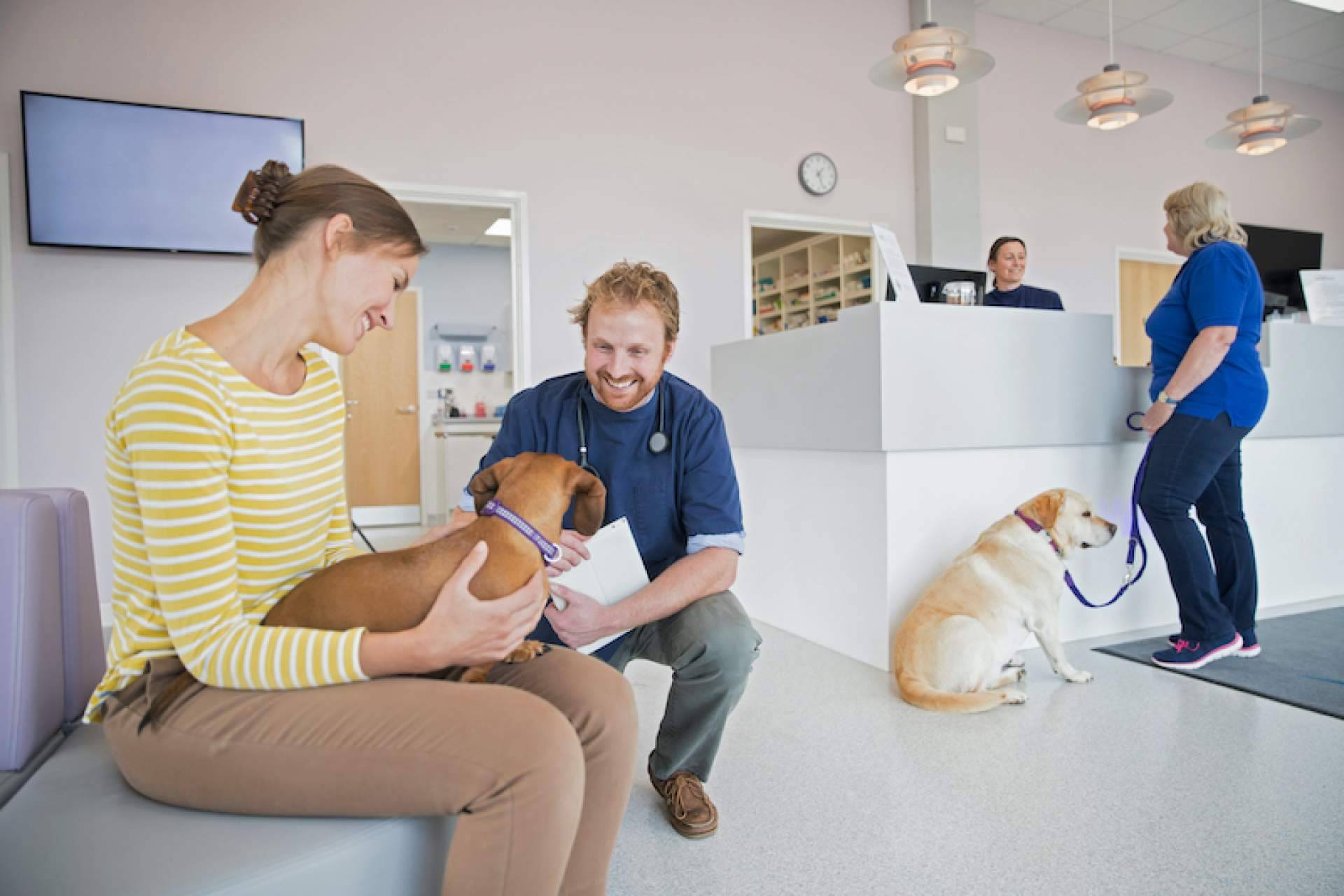ADOPTA permite localizar algunos de los mejores lugares pet friendly para un perro