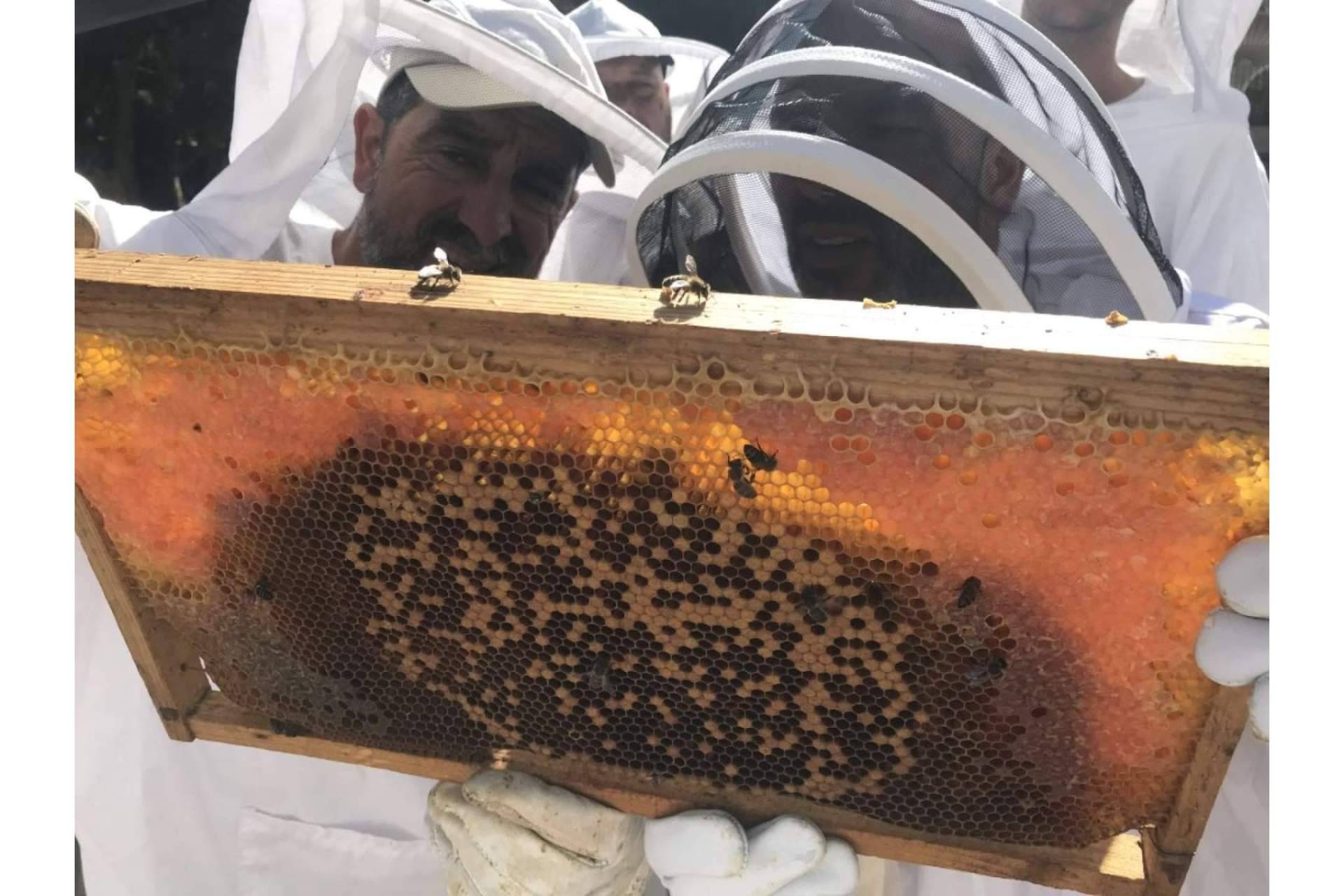 ¿Cuál es el rol de las abejas para la seguridad alimentaria y la vida saludable?, por Cursos de Apicultura