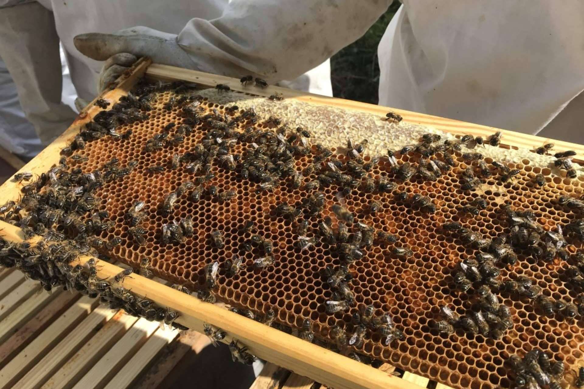 Cursos Apicultura ofrece adentrarse en el mundo de las abejas con sus distintas formaciones
