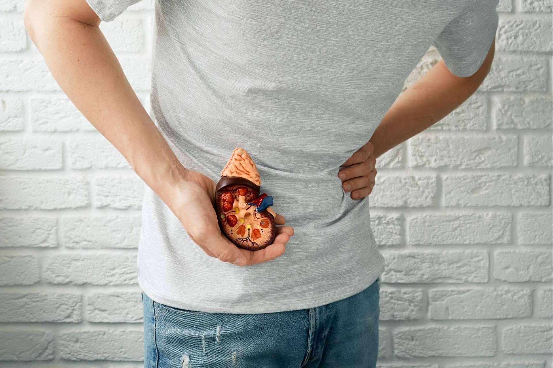 ¿Cómo frenar o prevenir las enfermedades renales?, por la clínica MER