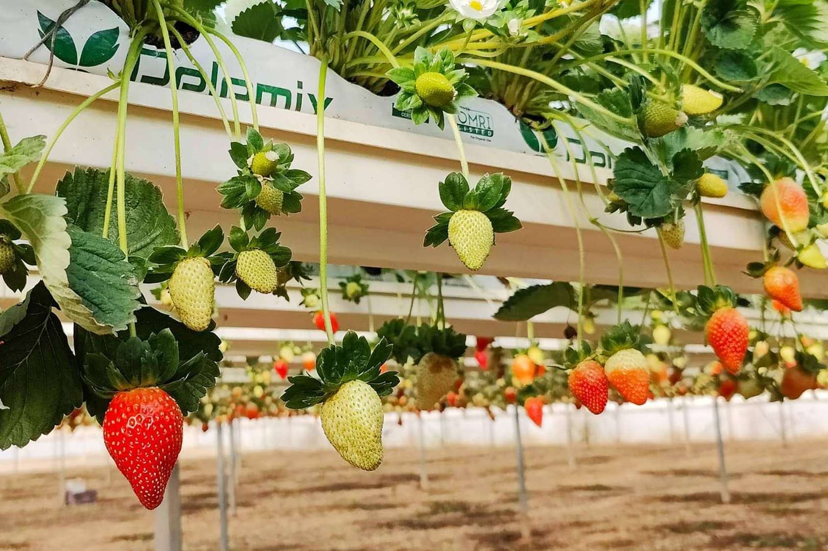 Mayor rendimiento en el sembrado de fresas con las bolsas de cultivo de Pelemix