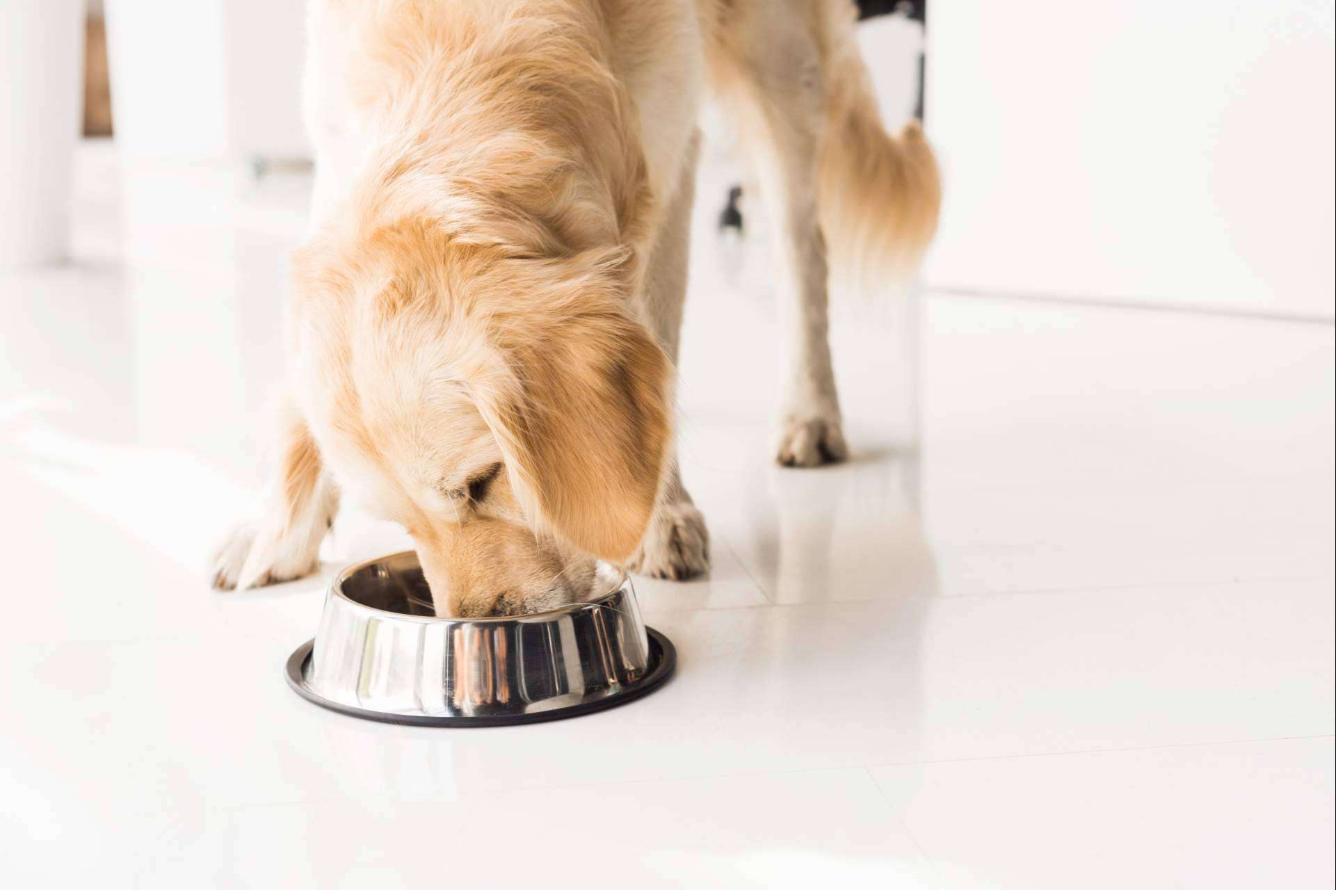 Pienso para perros a domicilio; La suscripción mensual que simplifica la vida y cuida de las mascotas