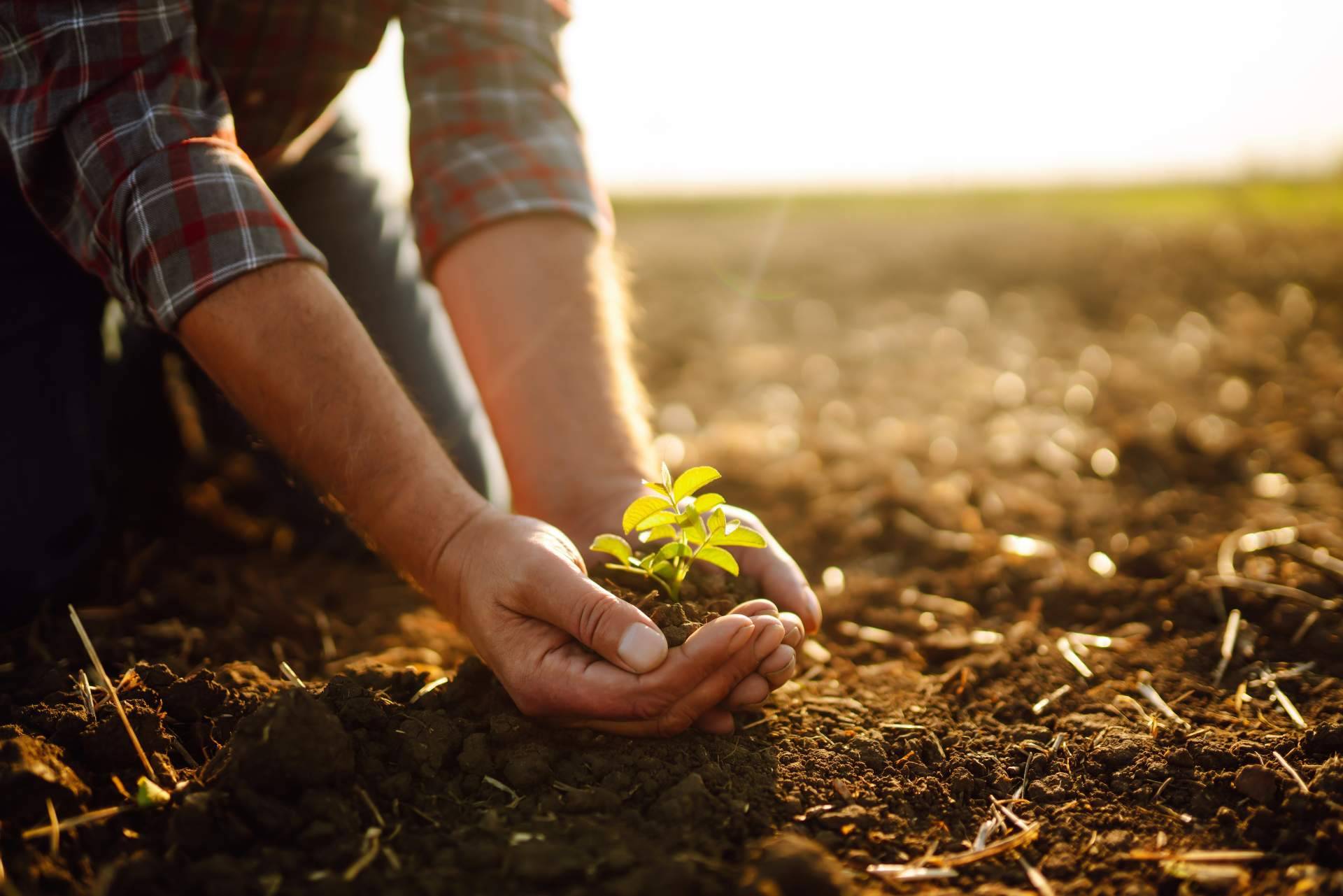 Plantaciones Agrícolas; nuevo directorio de empresas agrícolas para potenciar la visibilidad del sector
