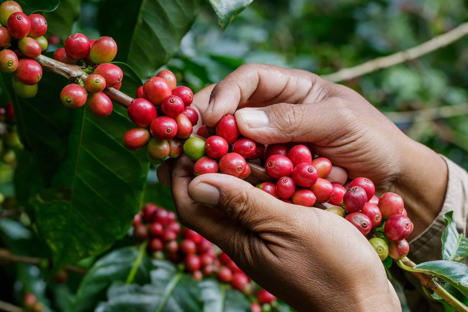 CAFEPARACASA, el café de finca que lleva la experiencia del café especialidad directamente a casa